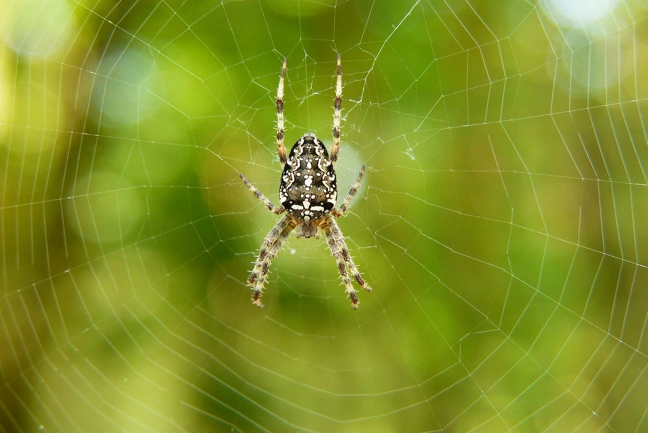 Narcissists possess their prey like a spider